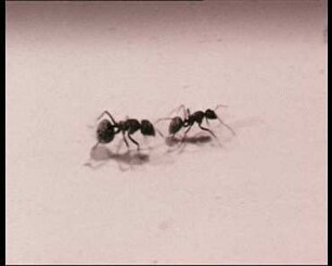 Camponotus sericeus (Formicidae) - Tandemlauf beim Nestumzug