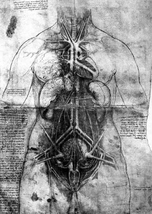 Anatomische Studie der inneren Organe einer weiblichen Figur