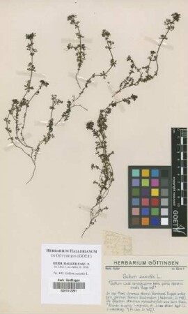 Galium saxatile L.
