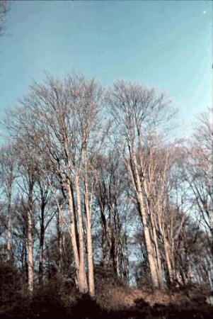 Poiana Brasov: Winterlicher Buchenwald