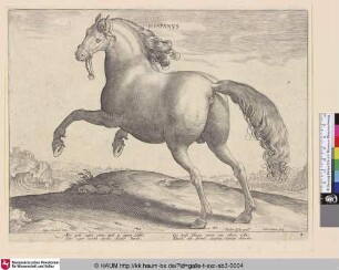 Hispanus