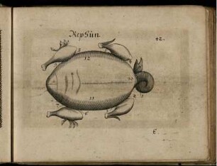 Ill. "Rephun" zu S. 42