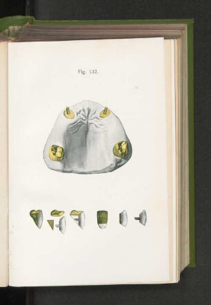 Fig. 132.