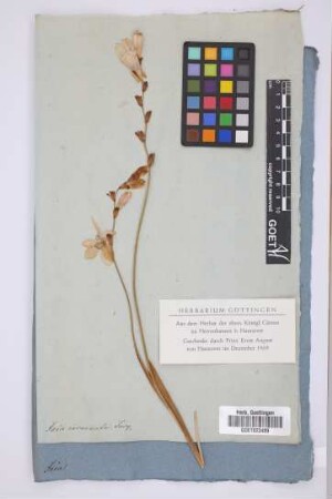 Ixia incarnata Jacq.