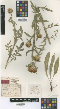 Phaeopappus macrocephalus Freyn & Sint. [type]