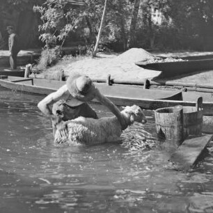 Spreewaldbauer reinigt sein Schaf im Fluss vor seinem Gehöft. : Błótowčan rjedźi swoju wowcu w rěce před swojim statokom.