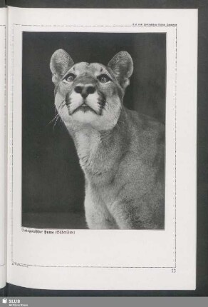 Patagonischer Puma (Silberlöwe)