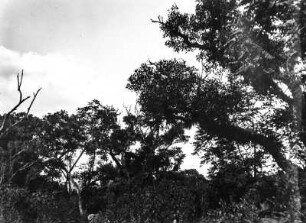 Subtropische Vegetation : Baumbestand