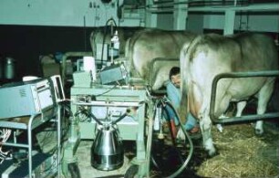 Fotografie: Melktechnik, Anbindestall, Eimermelkanlage, Messtechnik, Milchfluss, Milchleistung