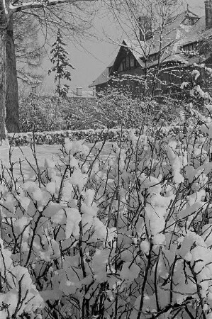 Winter in Leipzig, Blick in einen Garten und auf den verschneiten Giebel eines Wohnhauses