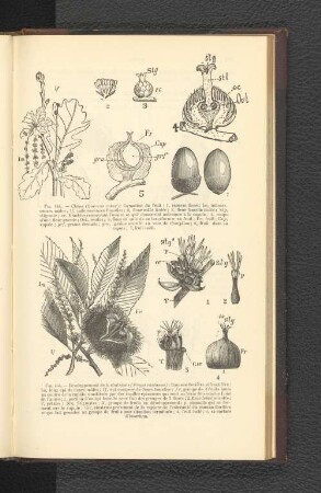 Fig. 445. - Développement de la chataigne (Fagus castanea); Rameau florifére et fructifére: