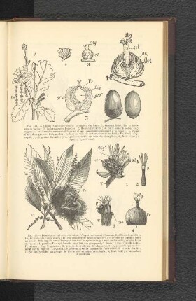 Fig. 445. - Développement de la chataigne (Fagus castanea); Rameau florifére et fructifére: