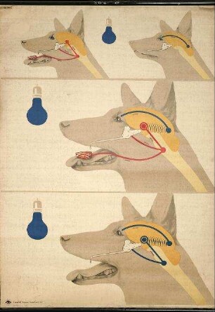 Der bedingte Reflex (Pawlow)
