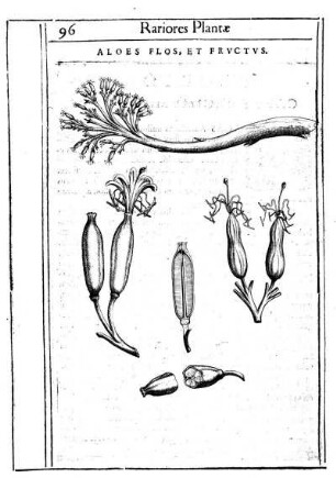 Aloes Flos, Et Frvctvs.