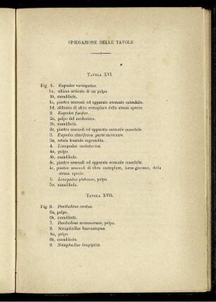 Spiegazione Delle Tavole