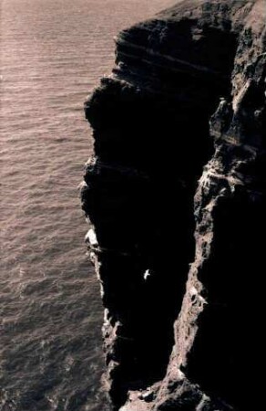 Helgoland: Klippe mit Möwe