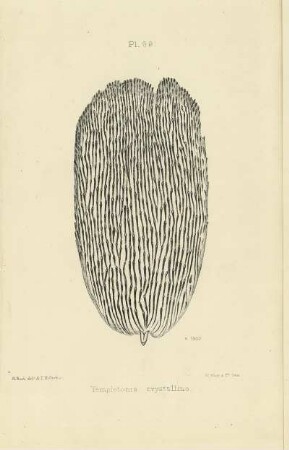 Plate LXIX. Scale of Templetonia crystallina.