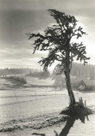 Osterzgebirge. Baum mit Raureif im Kammgebiet
