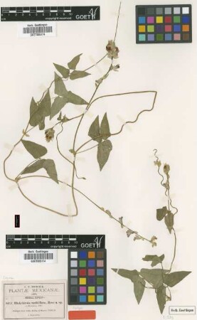 Minkelersia multiflora Rose [syntype]