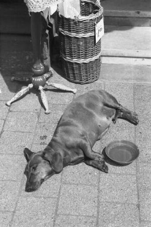 Haustiere im heißen Sommer 1983