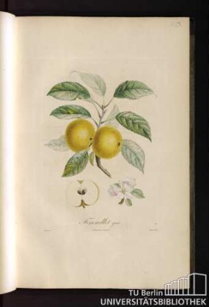 Fenouillet gris.