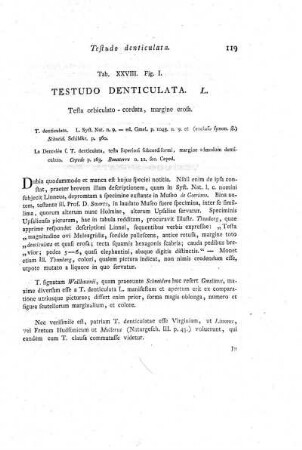 Tab. XXVIII. Fig. I. Testudo Denticulata.
