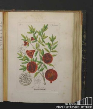 Myrtiaceae. Punica Granatum. Gemeine Granate.