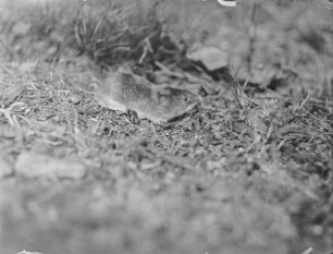 Rötelmaus : Rötelmaus (Myodes glareolus Schreber).