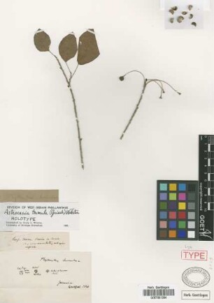 Phyllanthus tremulus Griseb. [type]