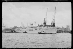 Aurelia