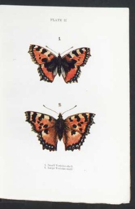 Plate II