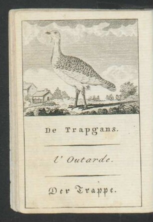 Tafel: De Trapgans. l'Outarde. Der Trappe.