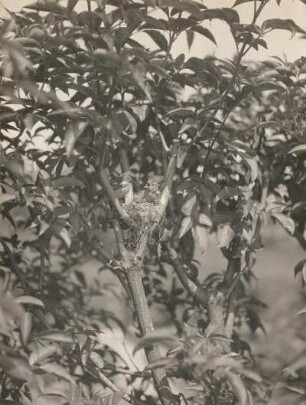 Buchfink (Fringilla coelebs L.), männlich, fütternd