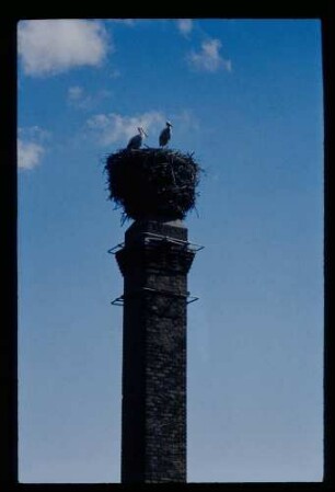 Störche 18.8.78.