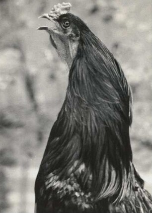 Hühnervogel (Galli). Bankivahuhn (Gallus gallus), Zooaufnahme. Detailaufnahme: krähend