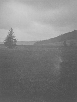 Wiese : Blick über eine Wiese, rechts Hügel mit Waldbestand