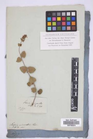 Salvia micrantha Vahl