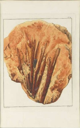 Viertes Heft: Versuch Einer Geognostisch-Botanischen Darstellung Der Flora Der Vorwelt [Tafelbd.]