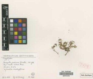 Paronychia peruviana Chaudhri [isotype]