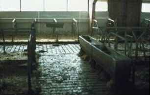 Fotografie: Milchviehhaltung, Liegeboxenlaufstall, Spaltenboden, Trogtränke