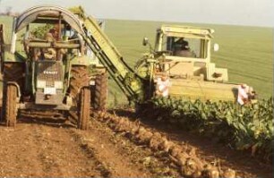 Fotografie: Ernteverfahren, Zuckerrübe, Frontköpfer, Parallelverfahren, Rübenblattbergung, Rückfahreinrichtung