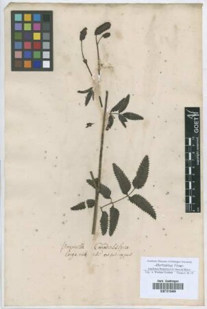 Pimpinella