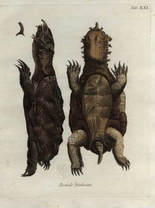 Tab. XXI. Testudo fimbriata.