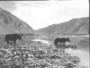 China. Sinkiang (Xinjiang). Kunlun. Karakasch-darja mit querenden Yaks