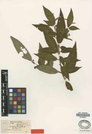 Ossaea grisebachii Triana ex Cogn. [type]