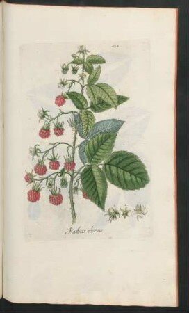 434. Rubus idaeus
