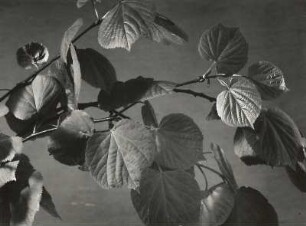 Sommerlinde (Tilia platyphyllos). Zweige
