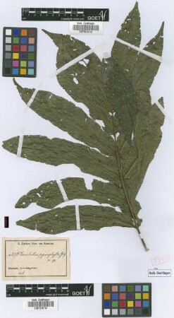 Deinbollia pycnophylla Gilg ex Radlk. [syntype]