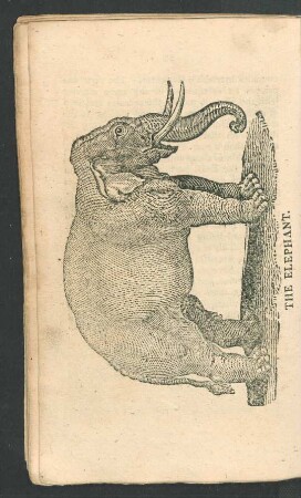 Tafel: The elephant.