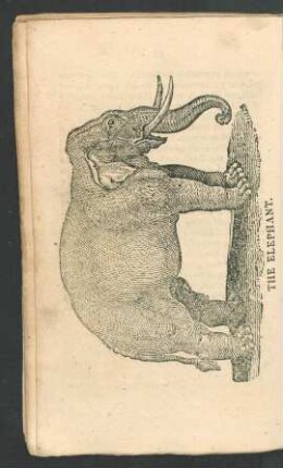 Tafel: The elephant.